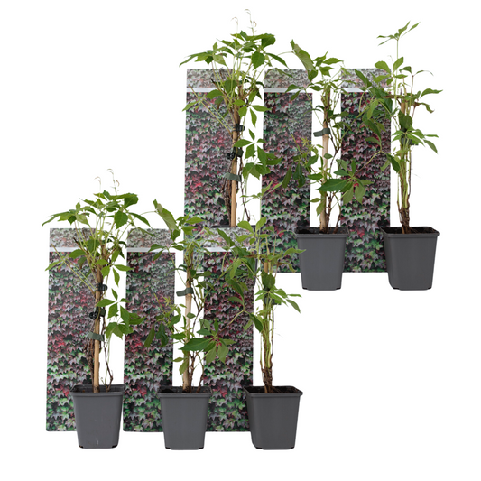 Virginia creeper - 6 pcs. - Parthenocissus quinquefolia - Height 25-40cm - ⌀9cm