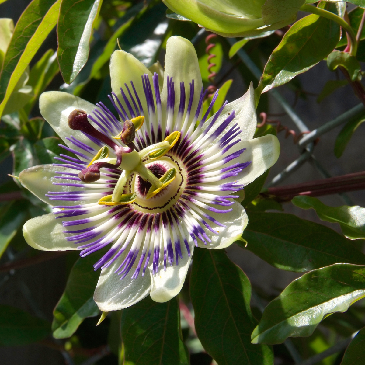 Passion Flower - 3 pcs. - Passiflora edulis 'Frederick' - Height 25-40cm - ⌀9cm