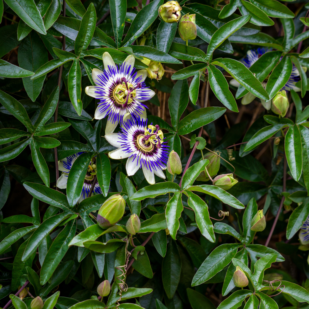 Passion Flower - 6 pcs. - Passiflora edulis 'Frederick' - Height 25-40cm - ⌀9cm