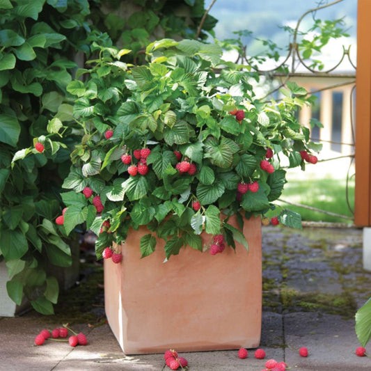 Raspberry plant - 6 pcs. - Rubus ideaus 'Autumn Bliss' - Height 25-40cm - ⌀9cm