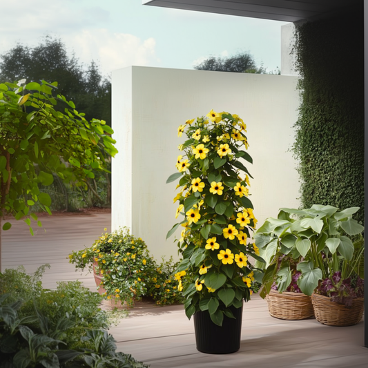 Black-eyed Susan Vine - 3 pcs. - Thunbergia 'Lemon Star' - H25-40cm - ⌀9cm