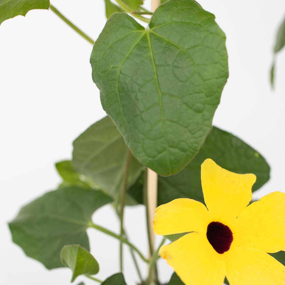 Black-eyed Susan Vine - 3 pcs. - Thunbergia 'Lemon Star' - H25-40cm - ⌀9cm