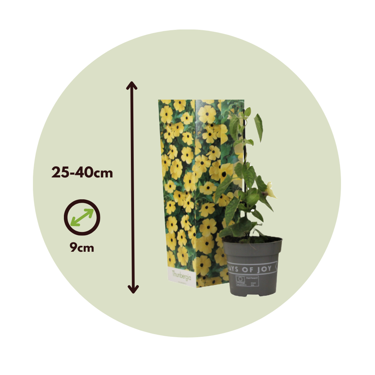 Black-eyed Susan Vine - 3 pcs. - Thunbergia 'Lemon Star' - H25-40cm - ⌀9cm