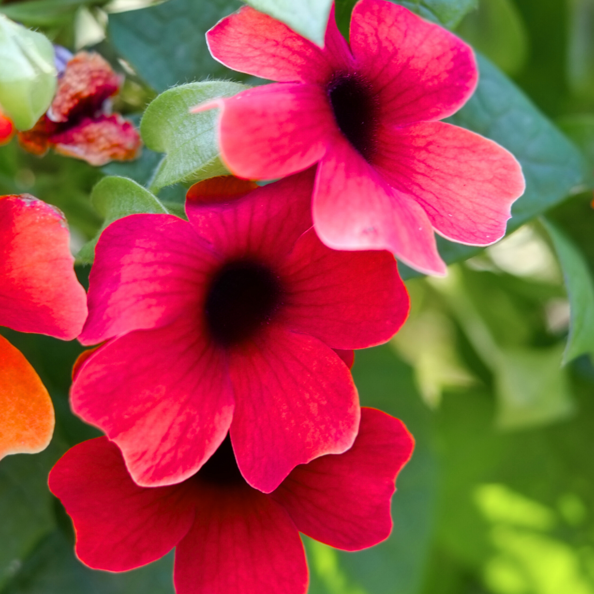 Black-eyed Susan Vine - 3 pcs. - Thunbergia 'Arizona Red' - H25-40cm - ⌀9cm