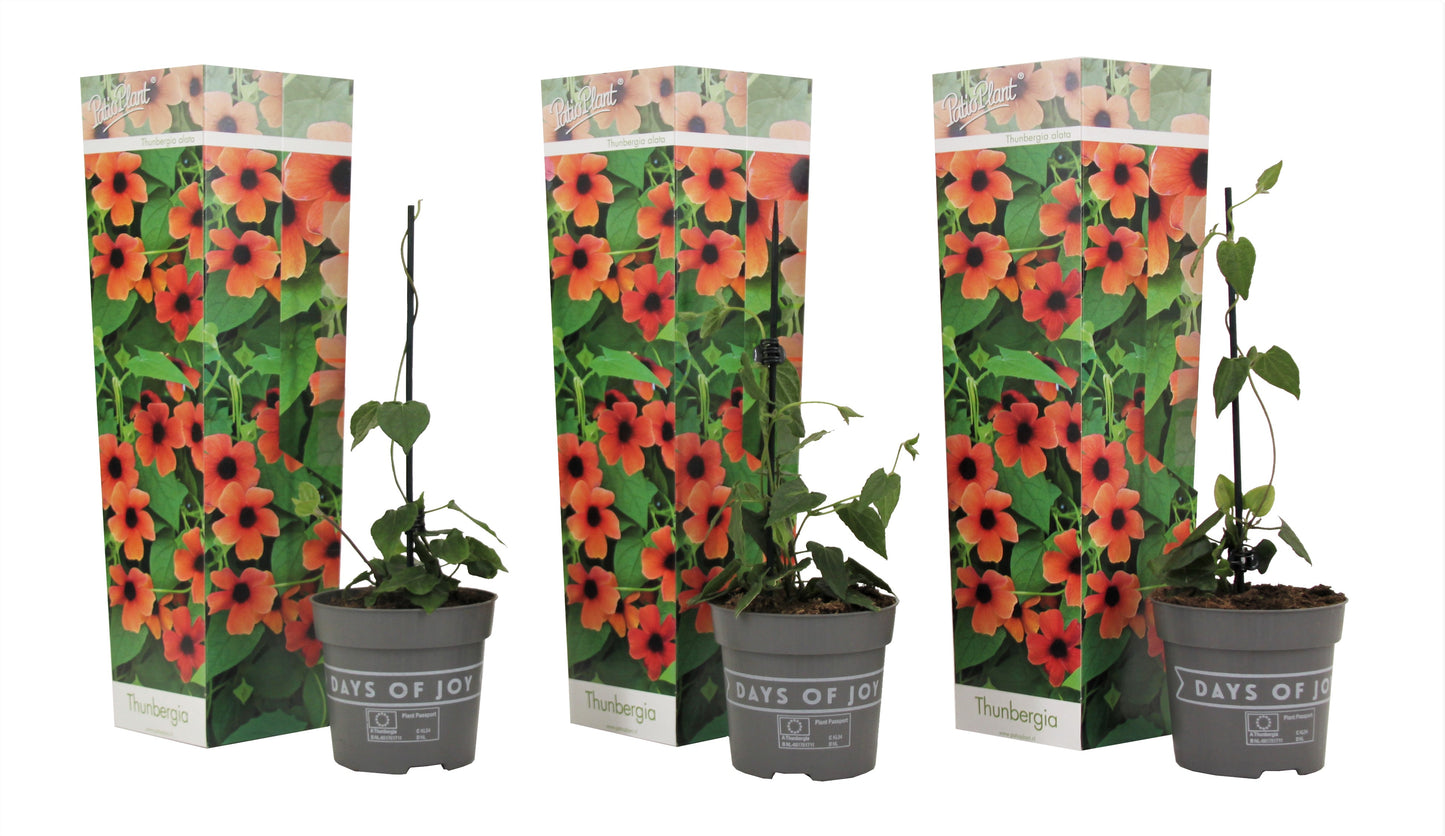 Black-eyed Susan Vine - 3 pcs. - Thunbergia 'Arizona Red' - H25-40cm - ⌀9cm