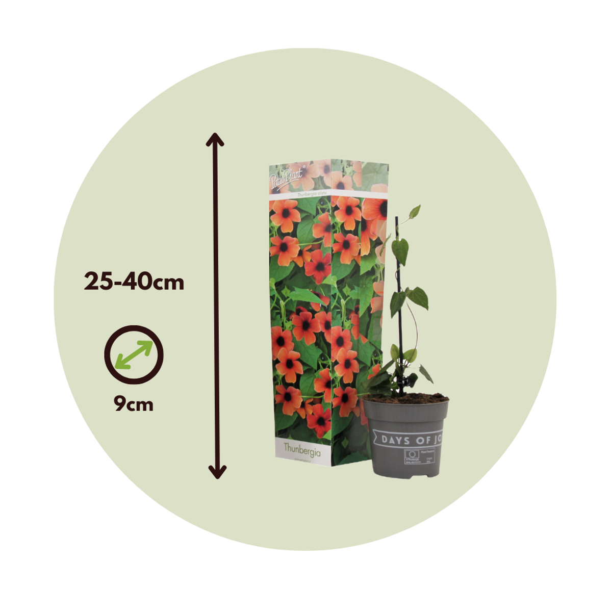 Black-eyed Susan Vine - 3 pcs. - Thunbergia 'Arizona Red' - H25-40cm - ⌀9cm