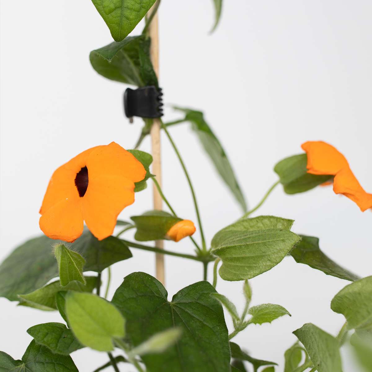 Black-eyed Susan Vine - 3 pcs. - Thunbergia 'New Orange' - H25-40cm - ⌀9cm