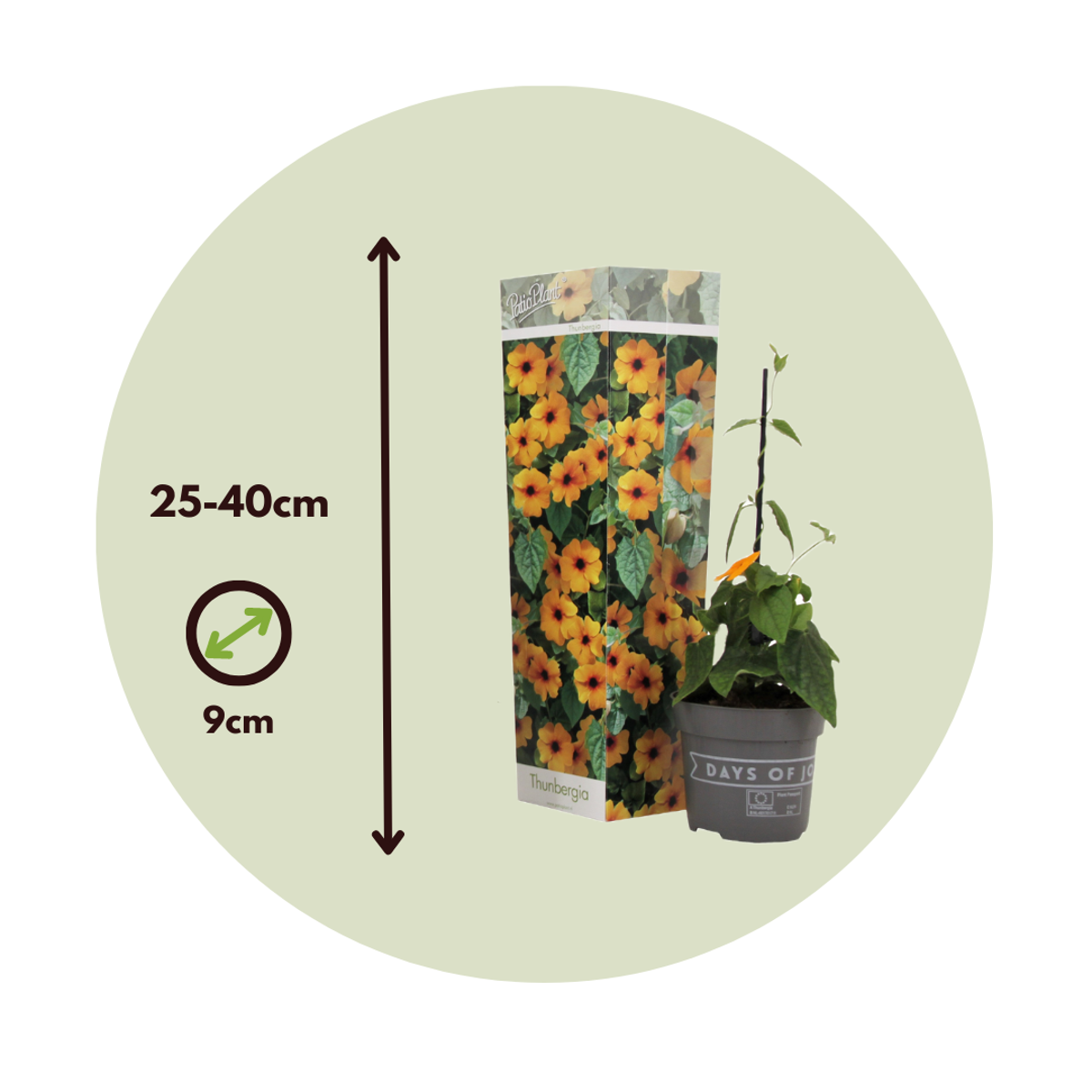 Black-eyed Susan Vine - 3 pcs. - Thunbergia 'New Orange' - H25-40cm - ⌀9cm