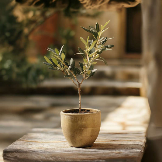 Olive tree - 2 pcs. - Olea europaea - Height 25-40cm - ⌀9cm