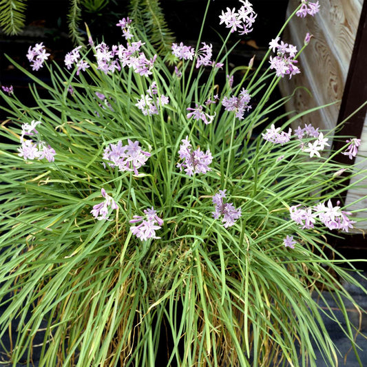 Society Garlic - 3 pcs. - Tulbaghia violacea - Height 15-25cm - ⌀9cm