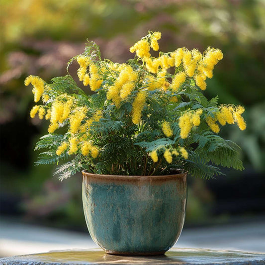 Yellow Mimosa - 3 pcs. - Mimosa dealbata - Height 25-40cm - ⌀9cm