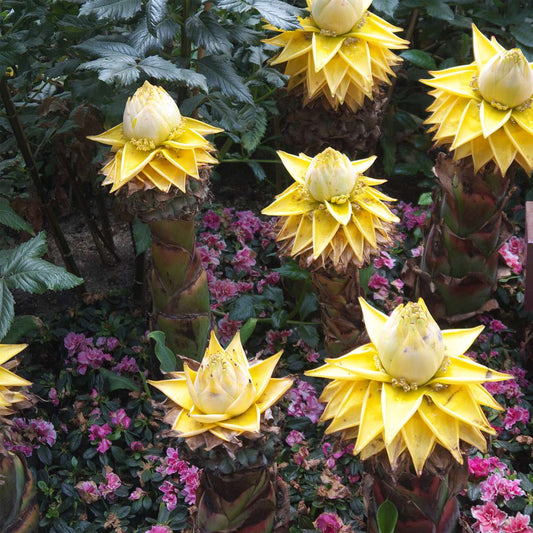 Golden Lotus Banana - 2 pcs. - Musella lasiocarpa - Height 25-40cm - ⌀9cm