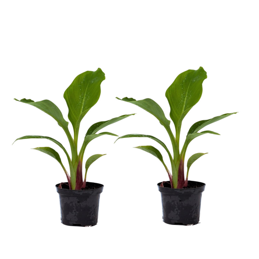 Golden Lotus Banana - 2 pcs. - Musella lasiocarpa - Height 25-40cm - ⌀9cm