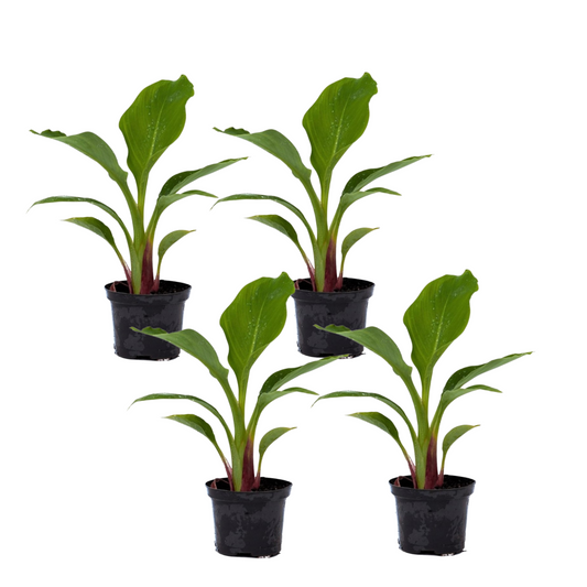 Golden Lotus Banana - 4 pcs. - Musella lasiocarpa - Height 25-40cm - ⌀9cm