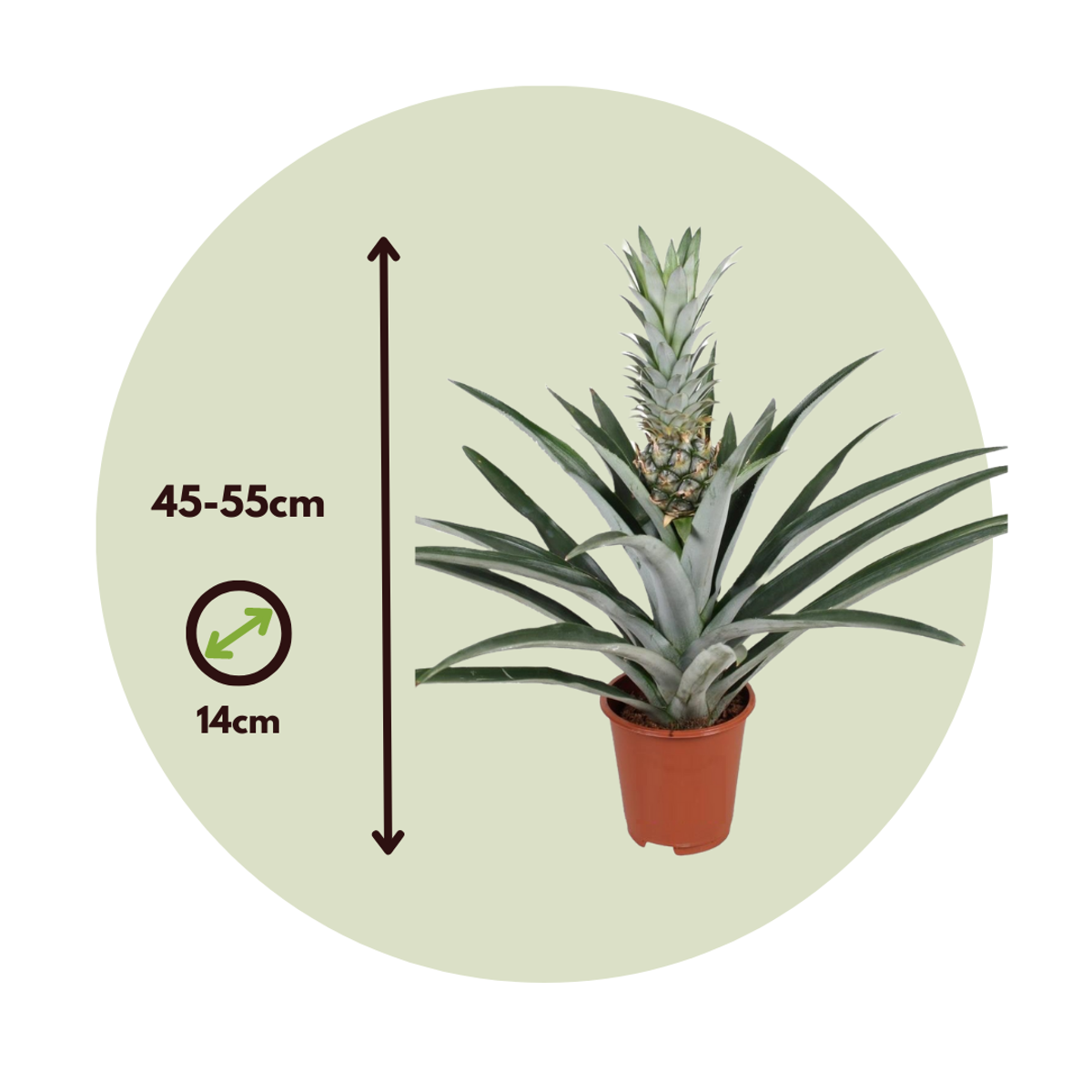 Pineapple - Ananas comosus - Height 45-55cm - ⌀14cm