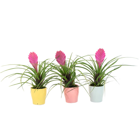 Tillandsia cyanea ‘Pastel’ – Set of 3 with pot – Height 20–30cm – ø7cm