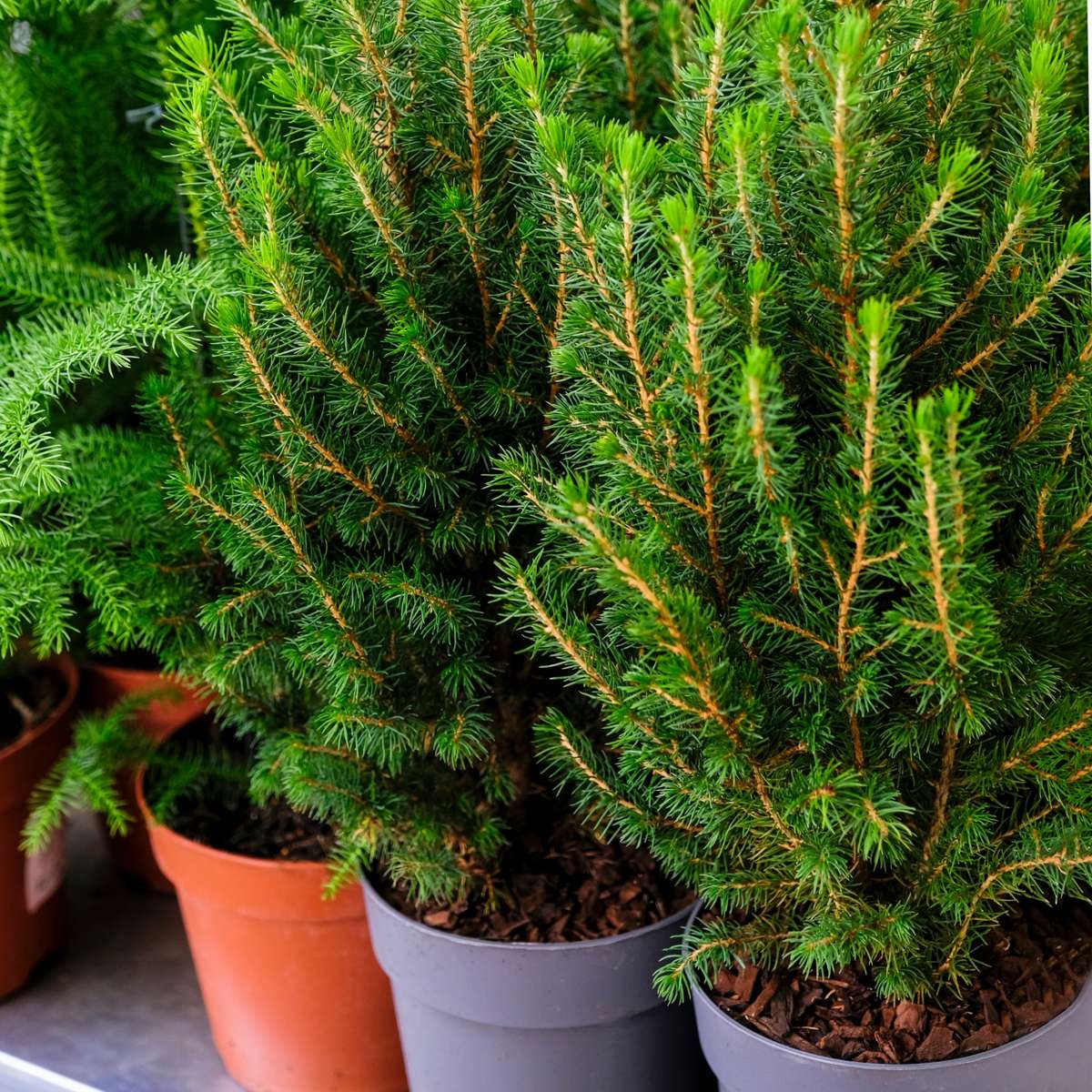 Dwarf Alberta Spruce - Picea glauca conica 'December' - Height 75cm - ⌀21cm