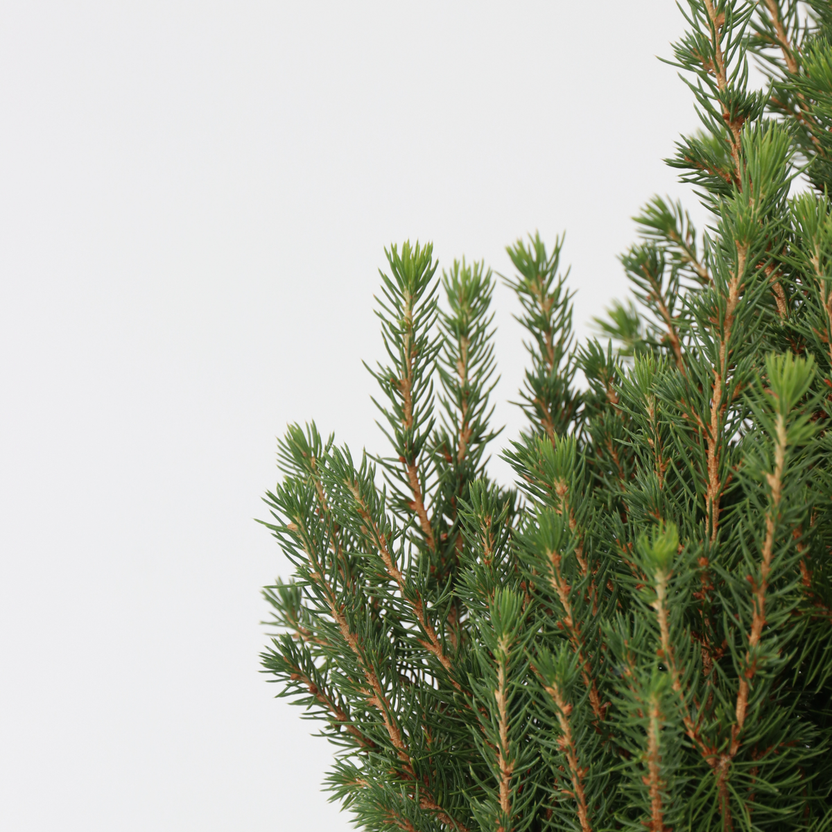 Dwarf Alberta Spruce - Picea glauca conica 'December' - Height 55cm - ⌀21cm
