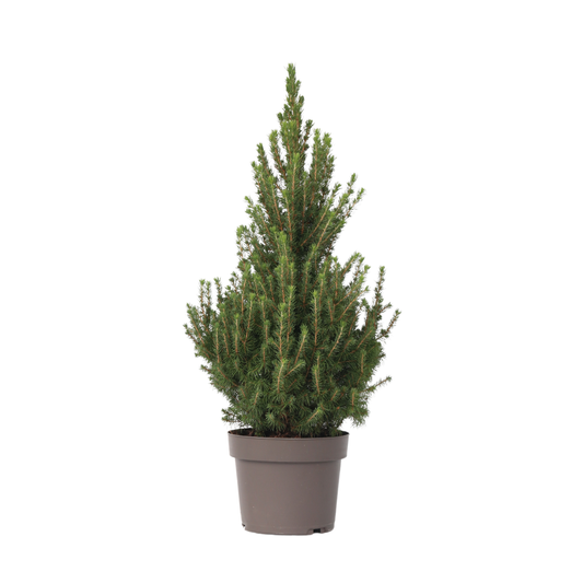 Dwarf Alberta Spruce - Picea glauca conica 'December' - Height 75cm - ⌀21cm