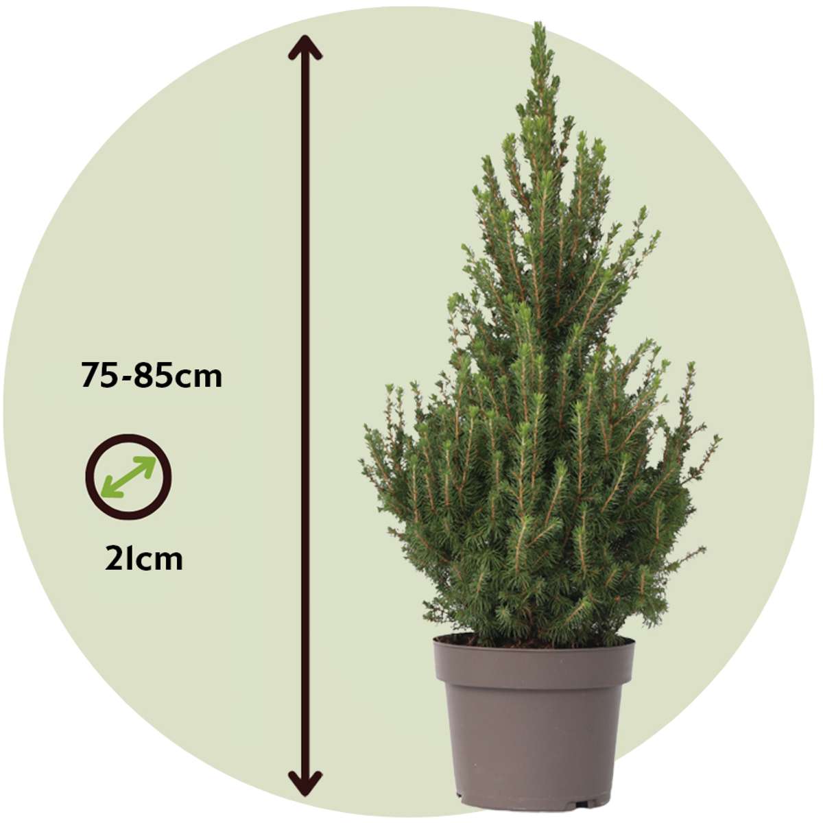 Dwarf Alberta Spruce - Picea glauca conica 'December' - Height 75cm - ⌀21cm