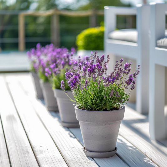 Lavender bush - 2 pcs. - Lavandula stoechas 'Anouk' - Height 25-35cm - ⌀15cm