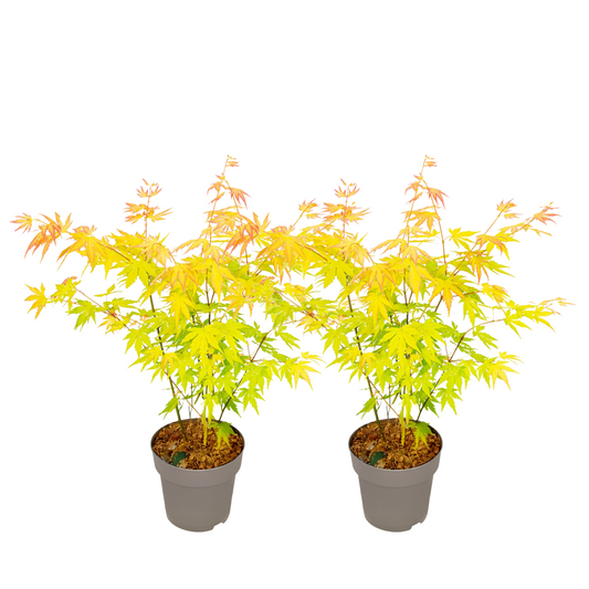 Japanese maple - 2 pcs - Acer palm. 'Orange Dream' - Height 35-55cm - ⌀15cm