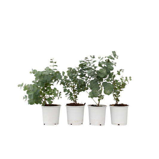 Gum bush - 4 pcs. - Eucalyptus 'Pulverulenta' - Height 25-40cm - ⌀12cm
