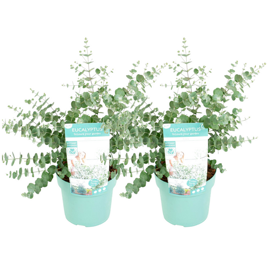 Gum bush - 2 pcs. - Eucalyptus pulverulenta 'Baby Blue' - Height 40-50cm - ⌀19cm