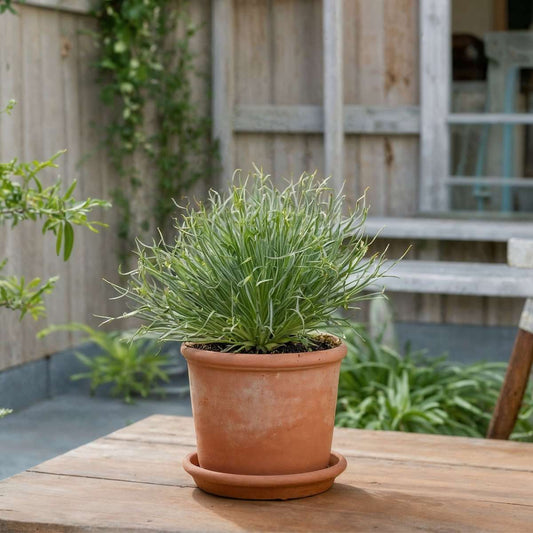 Bromeliad - 2 pcs. - Fascicularia - Height 20-30cm - ⌀13cm