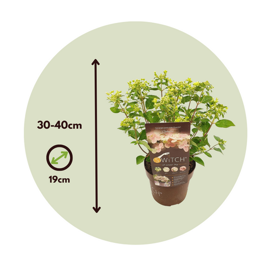 Hortensia - 2 pcs. - Hydrangea paniculata '(S)witch Ophelia' - H30-40cm - ⌀19cm