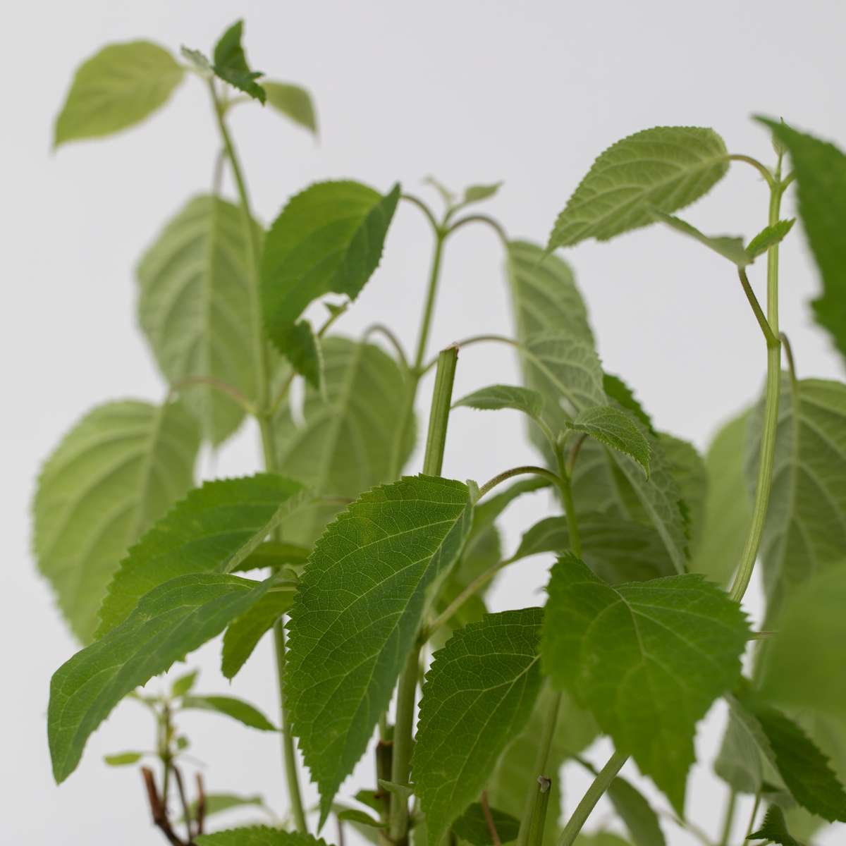 Hortensia - Hydrangea arborescens 'Pink Annabelle' - Height 40-50cm - ⌀19cm