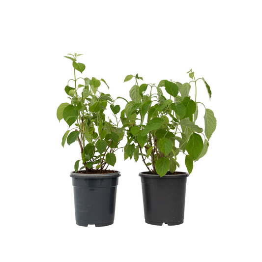 Hortensia - 2 pcs. - Hydrangea arborescens 'Pink Annabelle' - H40-50cm - ⌀19cm