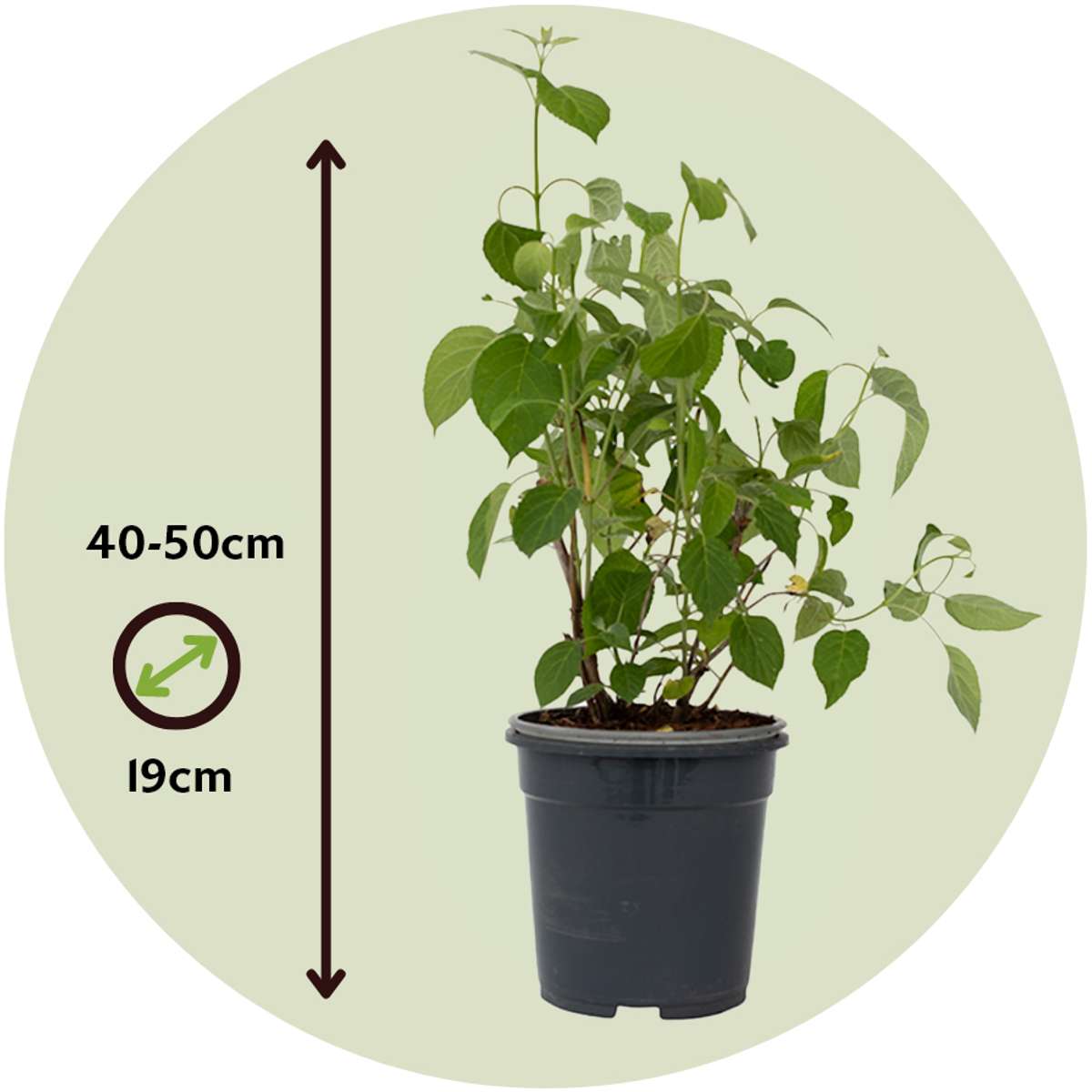 Hortensia - 2 pcs. - Hydrangea arborescens 'Pink Annabelle' - H40-50cm - ⌀19cm