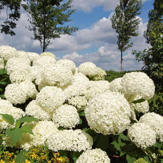 Hortensia - 2 pcs. - Hydrangea 'Strong Annabelle' - Height 30-40cm - ⌀19cm