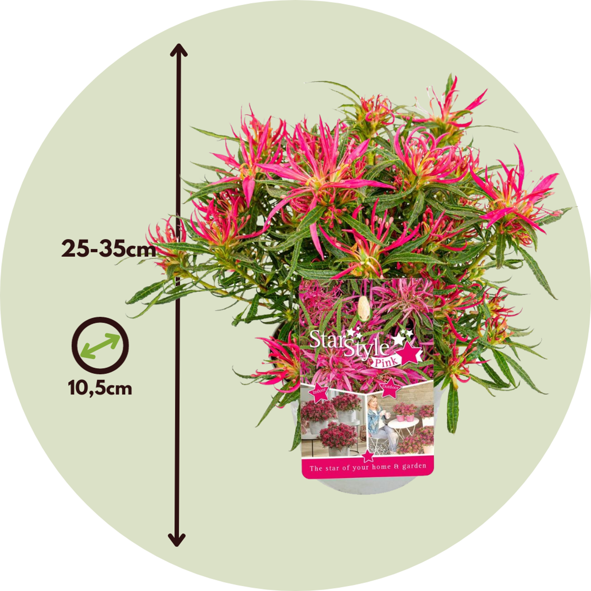 Azalea - 6 pcs. - Rhododendron azalea 'StarStyle' - Height 25-35cm - ⌀10,5cm