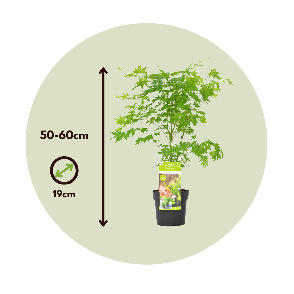 Japanese maple - Acer palmatum 'Going Green' - Height 50-60cm - ⌀19cm