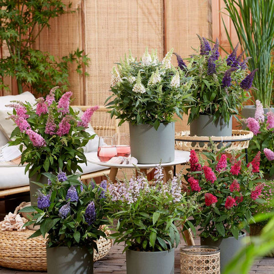 Summer lilac - 2 pcs. - Buddleja davidii 'Candy' - Height 30-40cm - ⌀19cm