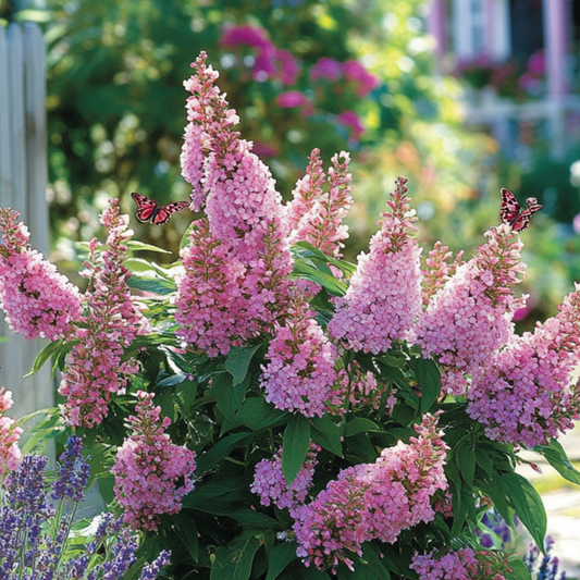 Summer lilac - Buddleja davidii 'Candy' - Height 30-40cm - ⌀19cm