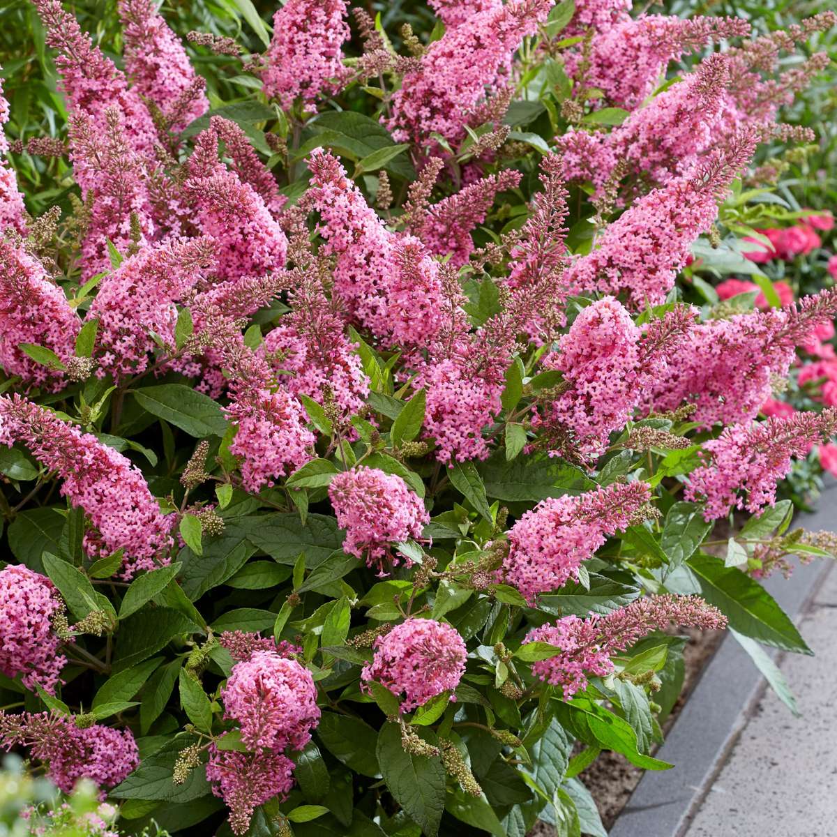 Summer lilac - 2 pcs. - Buddleja davidii 'Candy' - Height 30-40cm - ⌀19cm