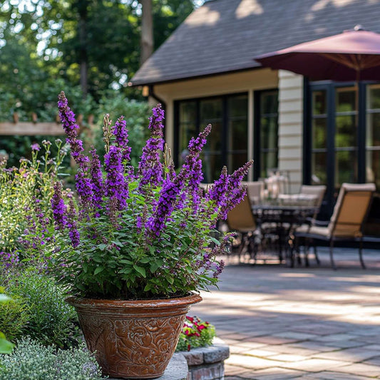 Summer lilac - Buddleja davidii 'Candy' - Height 30-40cm - ⌀19cm