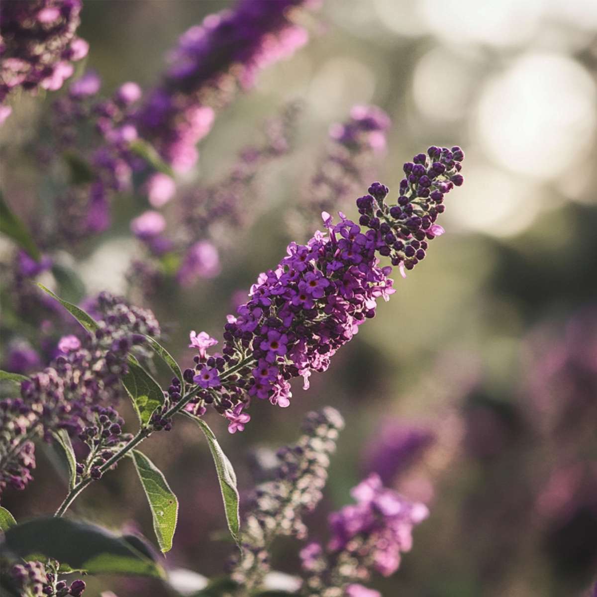 Summer lilac - 2 pcs. - Buddleja davidii 'Candy' - Height 30-40cm - ⌀19cm