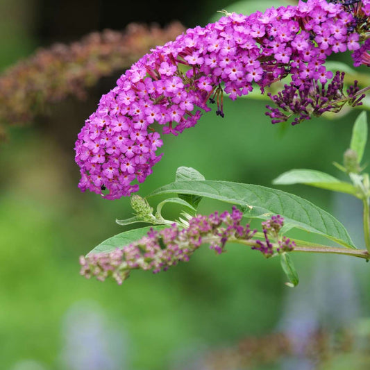 Summer lilac - Buddleja davidii 'Candy' - Height 30-40cm - ⌀19cm