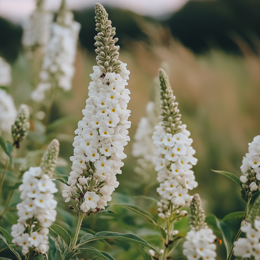 Summer lilac - Buddleja davidii 'Candy' - Height 30-40cm - ⌀19cm