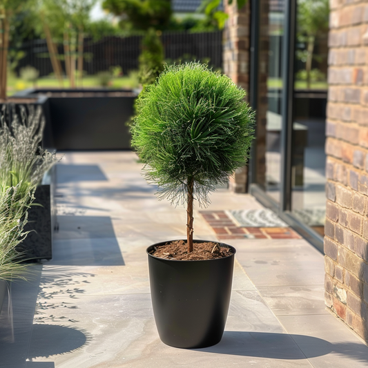 Pine - Pinus 'Summer Breeze' - Height 70-80cm - ⌀24cm