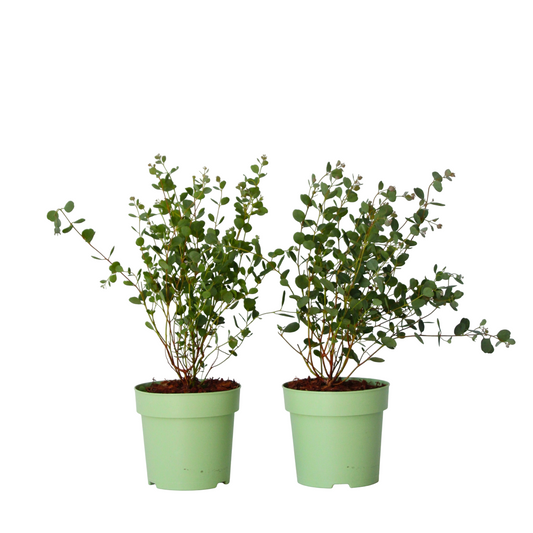 Gum bush - 2 pcs. - Eucalyptus 'Botanic Hearts' - Height 35-45cm - ⌀15cm