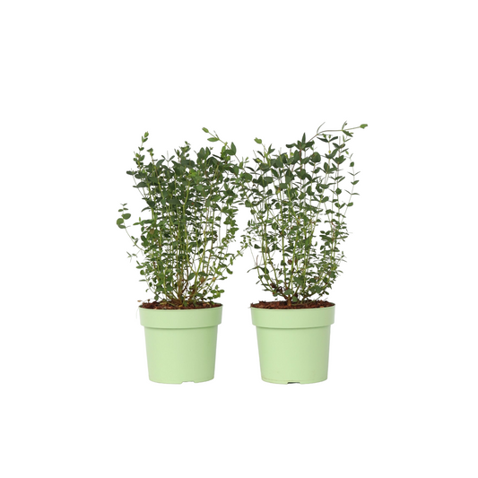 Gum bush - 2 pcs. - Eucalyptus parvifolia 'Oliva' - Height 40-50cm - ⌀19cm
