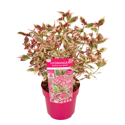 Hortensia - Hydrangea serrata 'Euphorbia Pink' - Height 40-50cm - ⌀19cm
