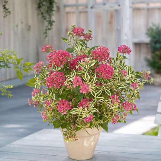 Hortensia - 2 pcs. - Hydrangea serrata 'Euphorbia Pink' - Height 40-50cm - ⌀19cm