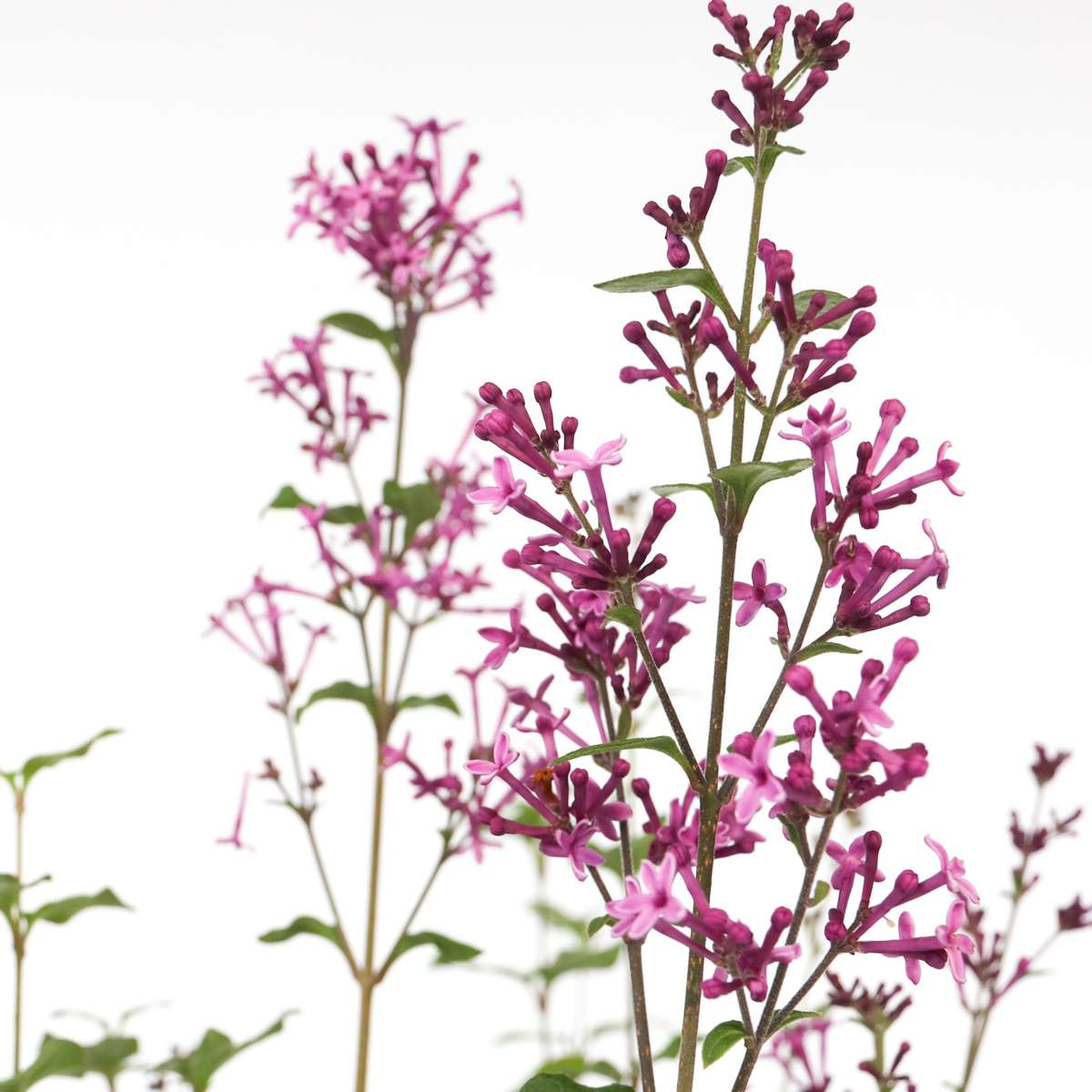 Lilac - Syringa 'Bloomerang' - Height 55-65cm - ⌀19cm
