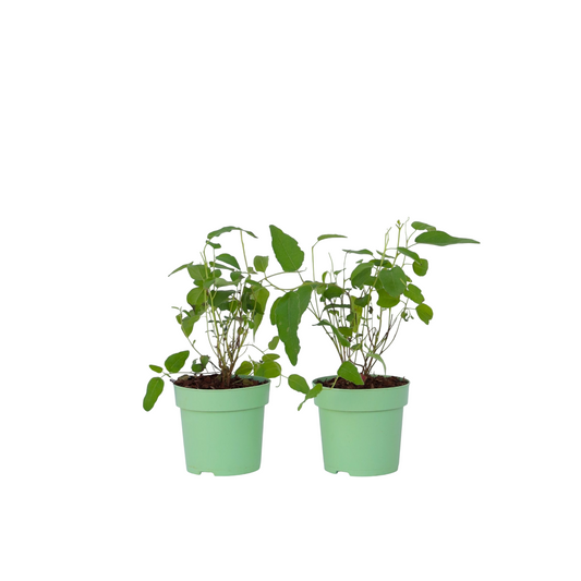 Gum bush - 2 pcs. - Eucalyptus 'Citriodora' - Height 35-45cm - ⌀15cm